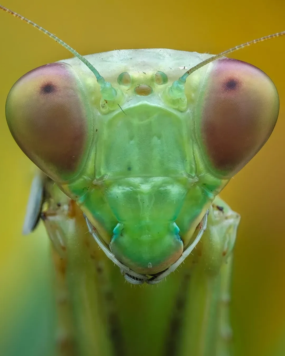 Bọ ngựa ăn sâu béo làm bữa trưa ngon lành