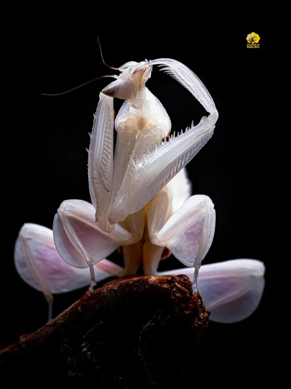 So sánh kích thước bọ ngựa khổng lồ trên bàn tay người