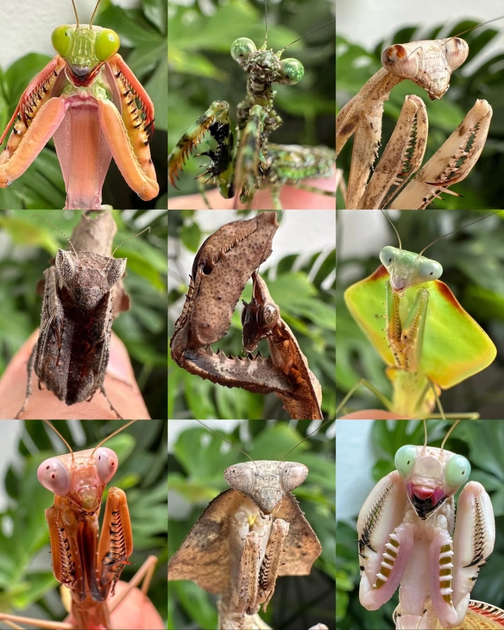 Khoảnh khắc bọ ngựa săn mồi bắt dính côn trùng nhỏ