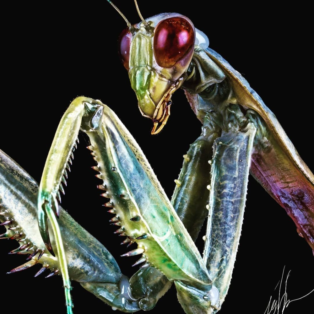 Hình dáng đặc trưng của bọ ngựa cầu nguyện trên lá cây