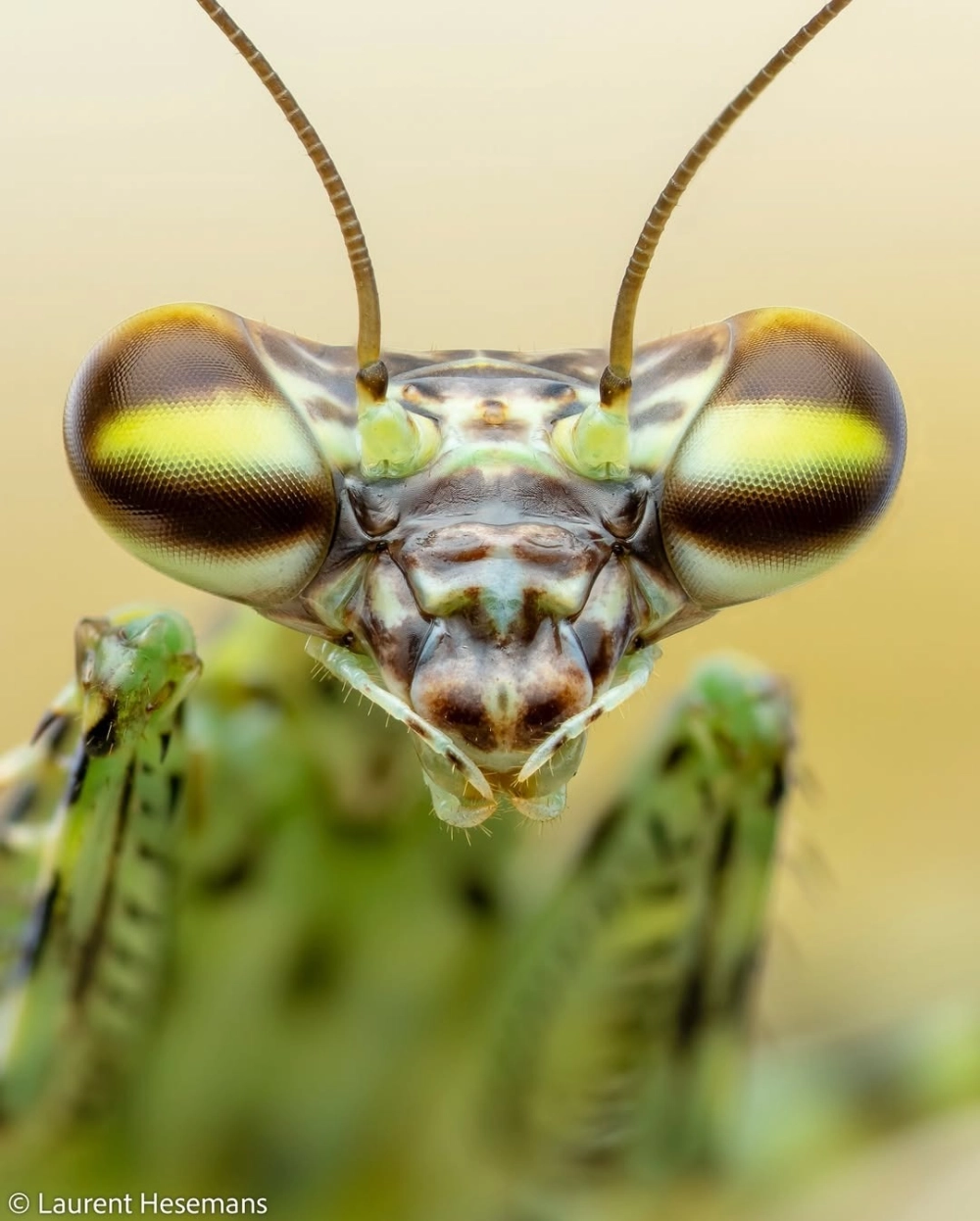 Chi tiết cánh mỏng manh của bọ ngựa cánh xanh tuyệt đẹp