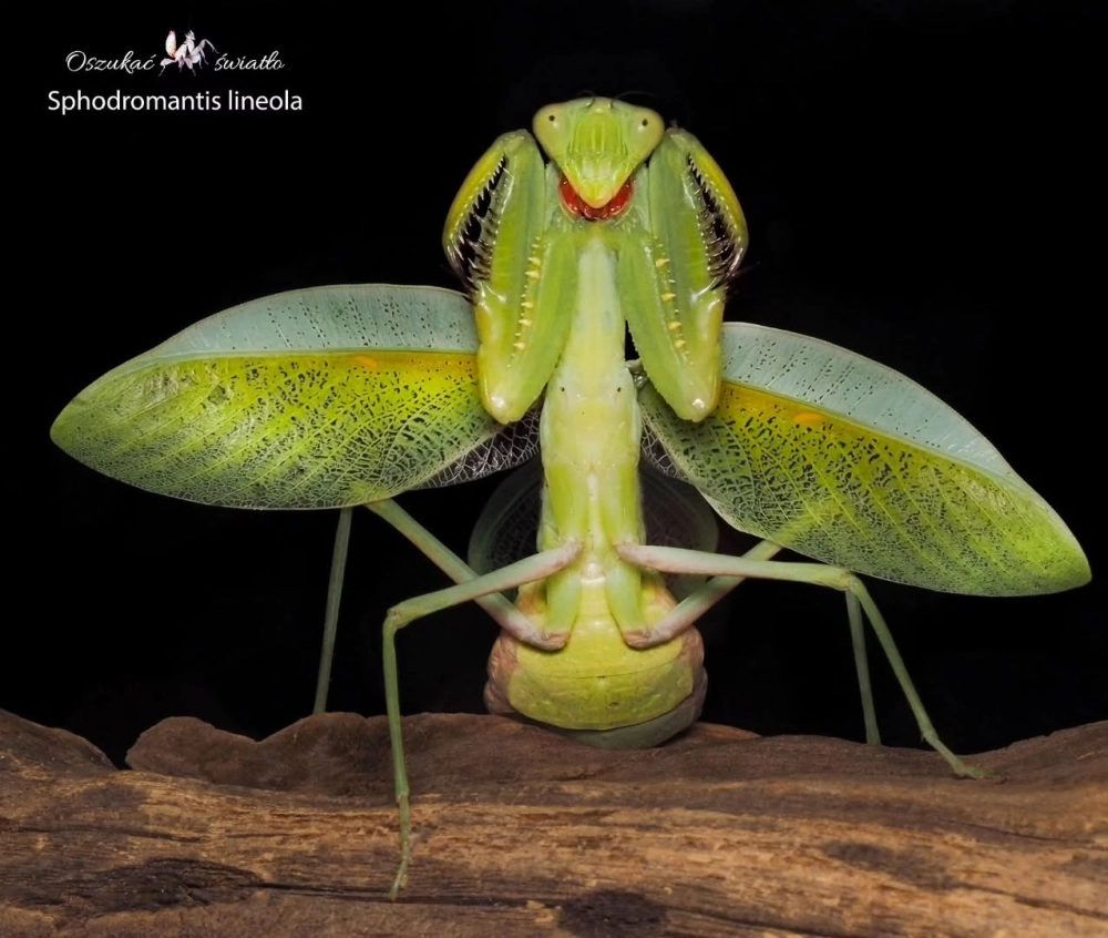 Vẻ ngoài kỳ dị và bí ẩn của loài bọ ngựa ma (ghost mantis)