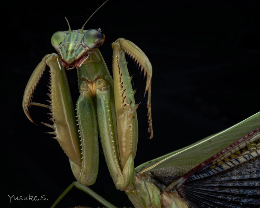 Bọ ngựa que ngụy trang hoàn hảo như cành cây khô
