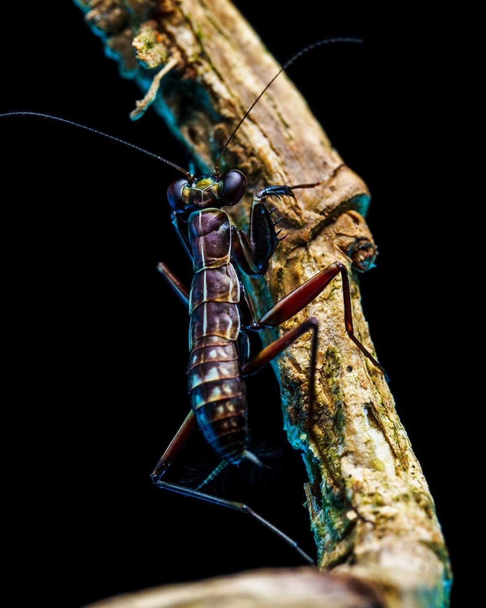 Cận cảnh đầu và mắt kép của ảnh bọ ngựa macro sắc nét