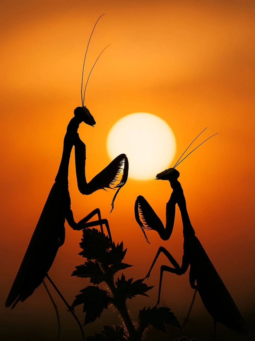 Tư thế bọ ngựa chiến sẵn sàng tấn công con mồi