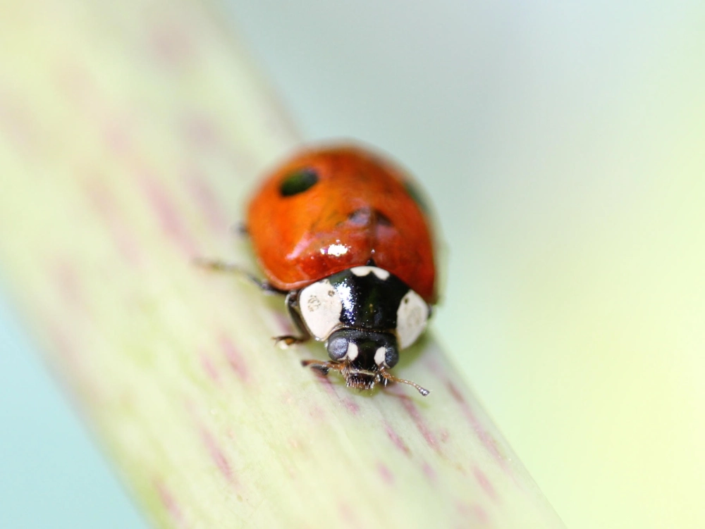 Hình ảnh bọ rùa 28 chấm với chi chít đốm đen trên lưng