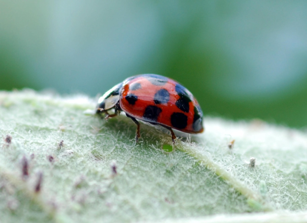 Bảng phân biệt bọ rùa có ích và có hại chi tiết nhất