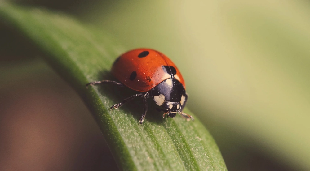 Hình ảnh bọ rùa nhung với lớp lông mịn màng lạ mắt