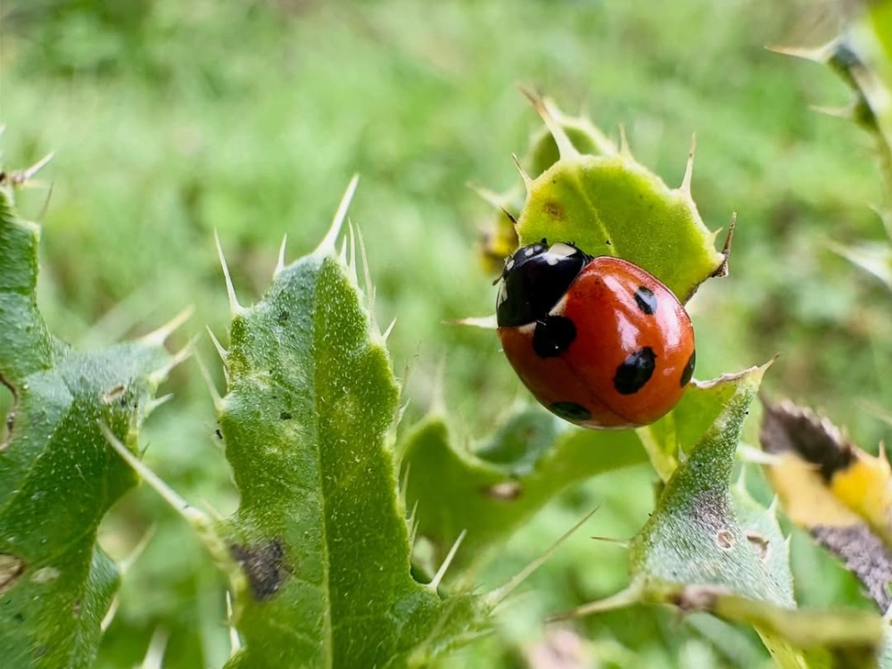 Sơ đồ minh họa vòng đời bọ rùa từ trứng đến trưởng thành