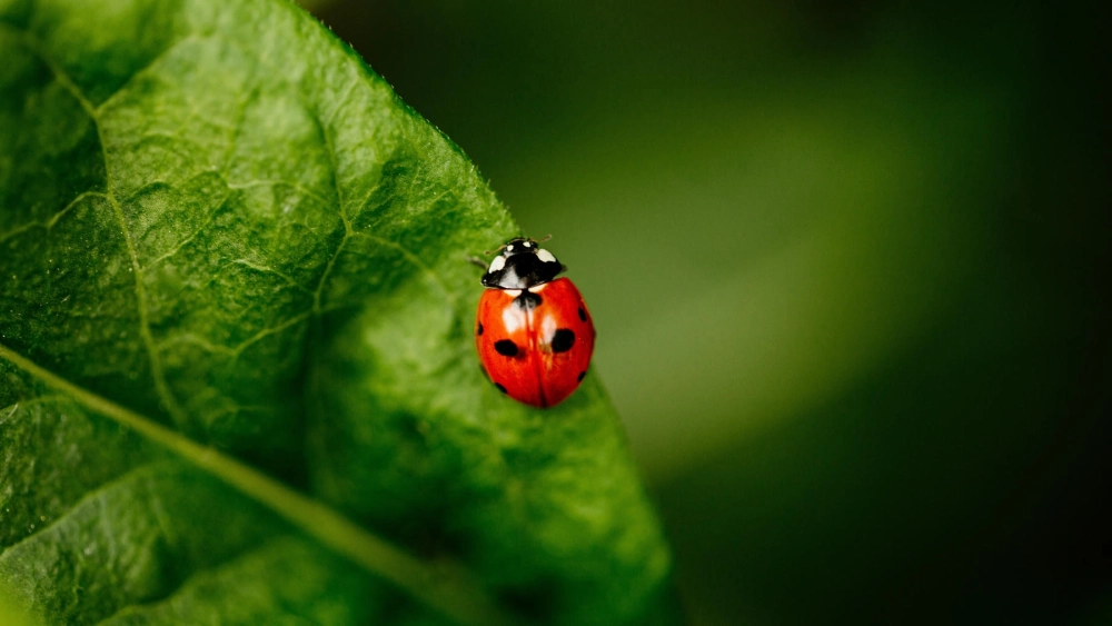 Hình ảnh bọ rùa vàng rực rỡ nổi bật giữa vườn hoa