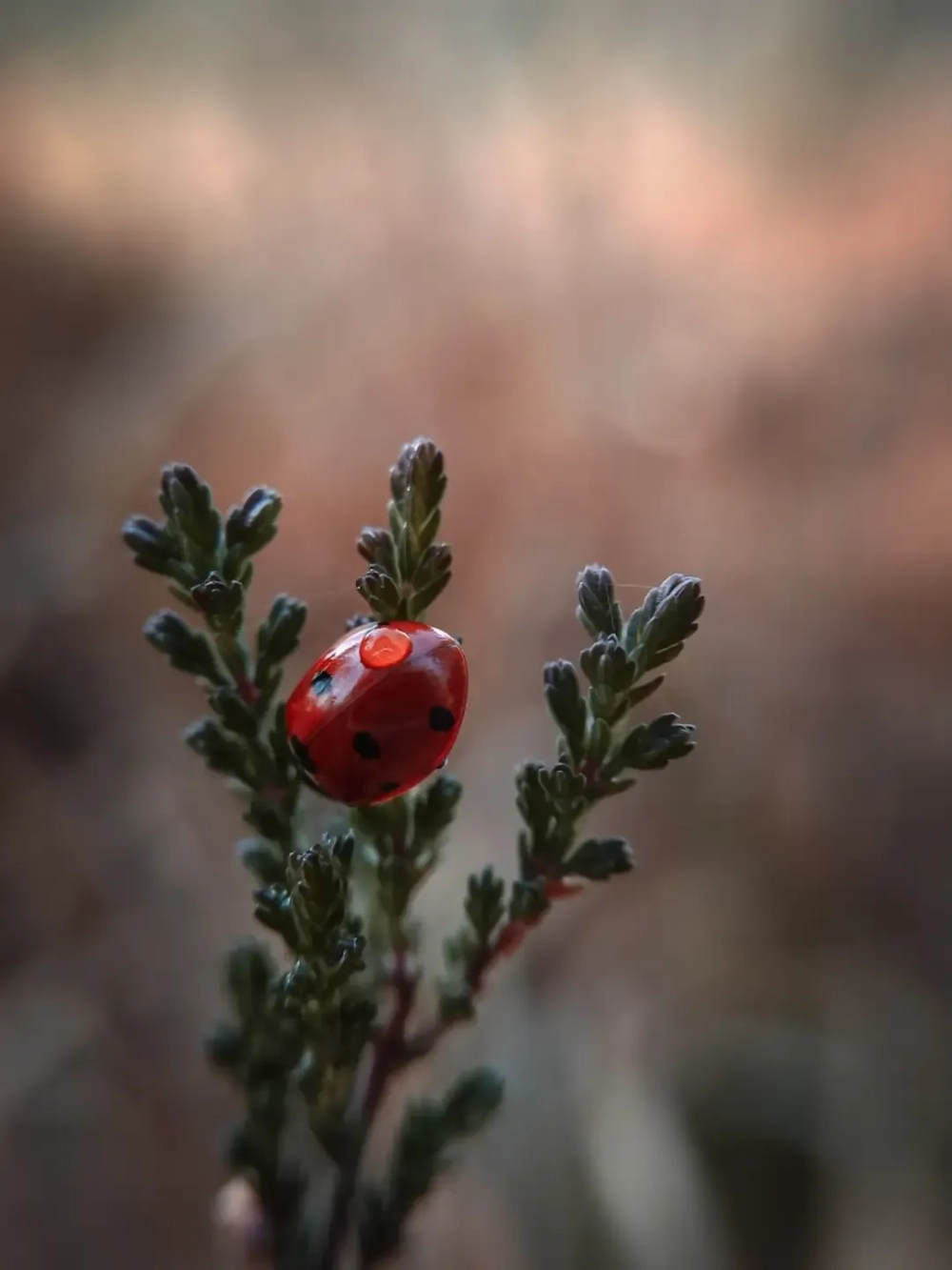 Tải hình nền bọ rùa cute cho điện thoại chất lượng cao
