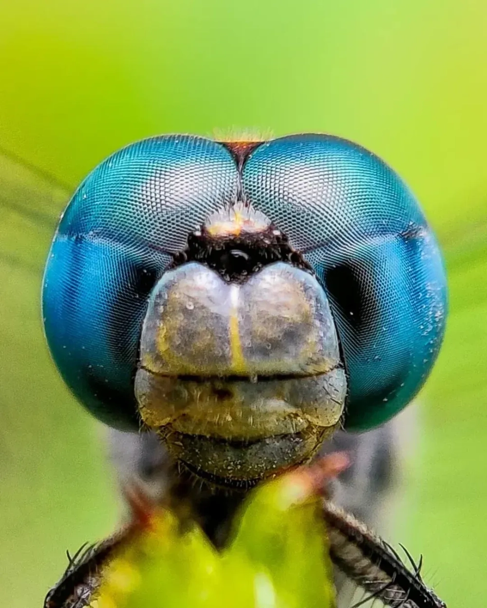 Cận cảnh đầu và ngực của chuồn chuồn chúa uy nghi