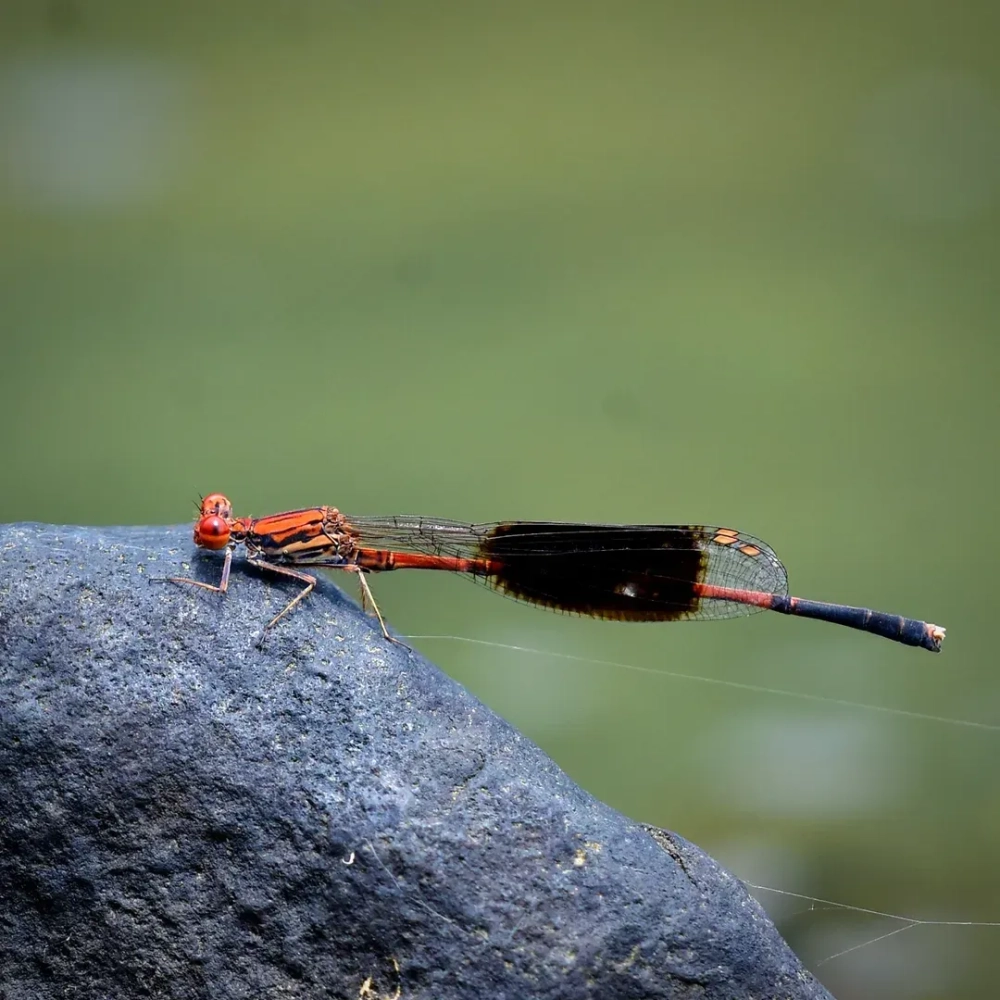 Bức tranh thiên nhiên hài hòa giữa chuồn chuồn và hoa sen hồng