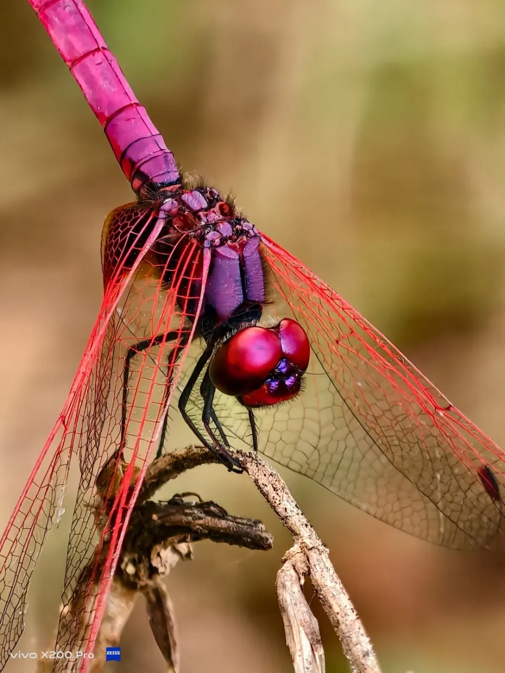 Sự tương phản giữa chuồn chuồn đỏ và nền lá cây xanh thẫm