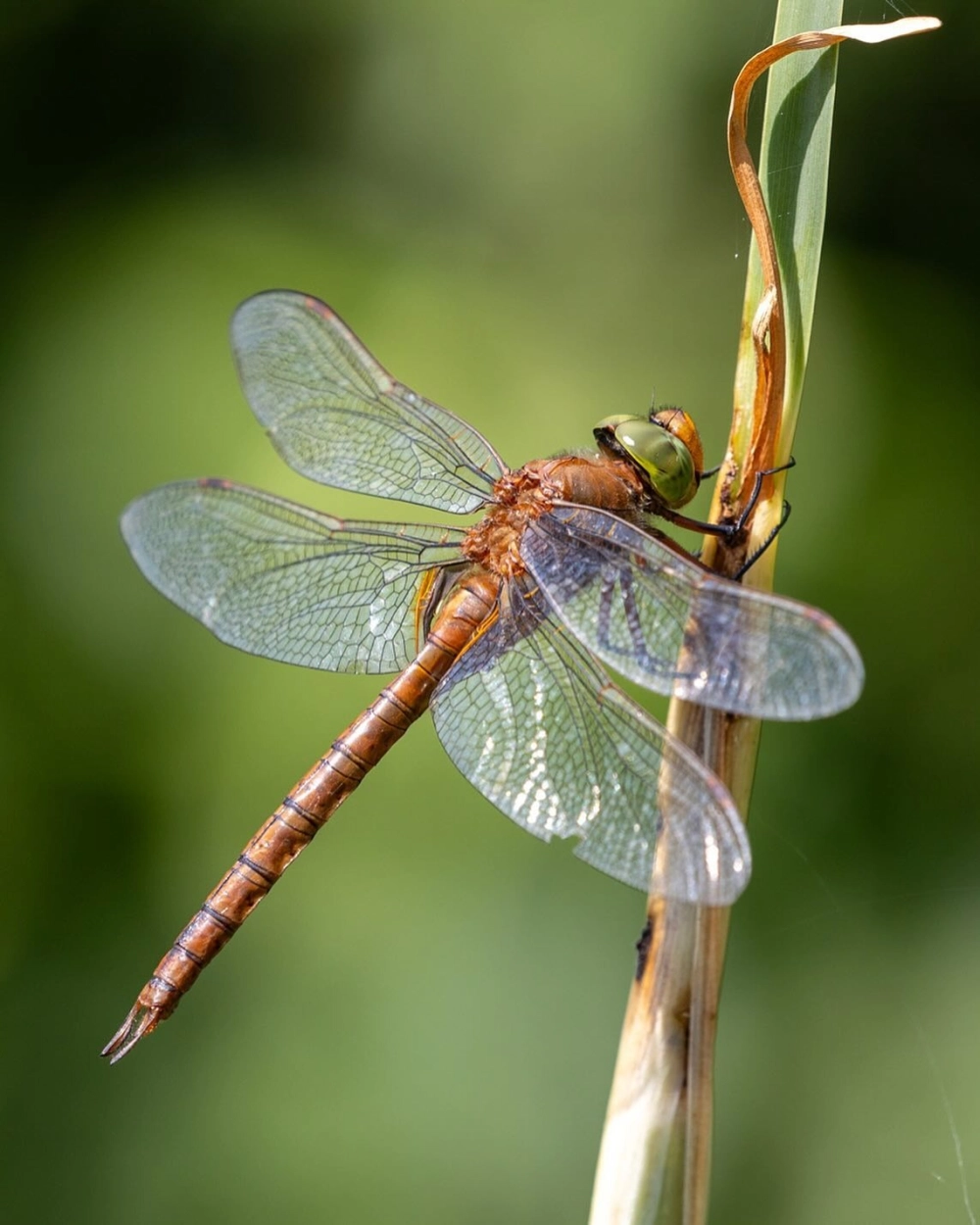 Ấu trùng chuồn chuồn dưới nước chuẩn bị cho hành trình mới