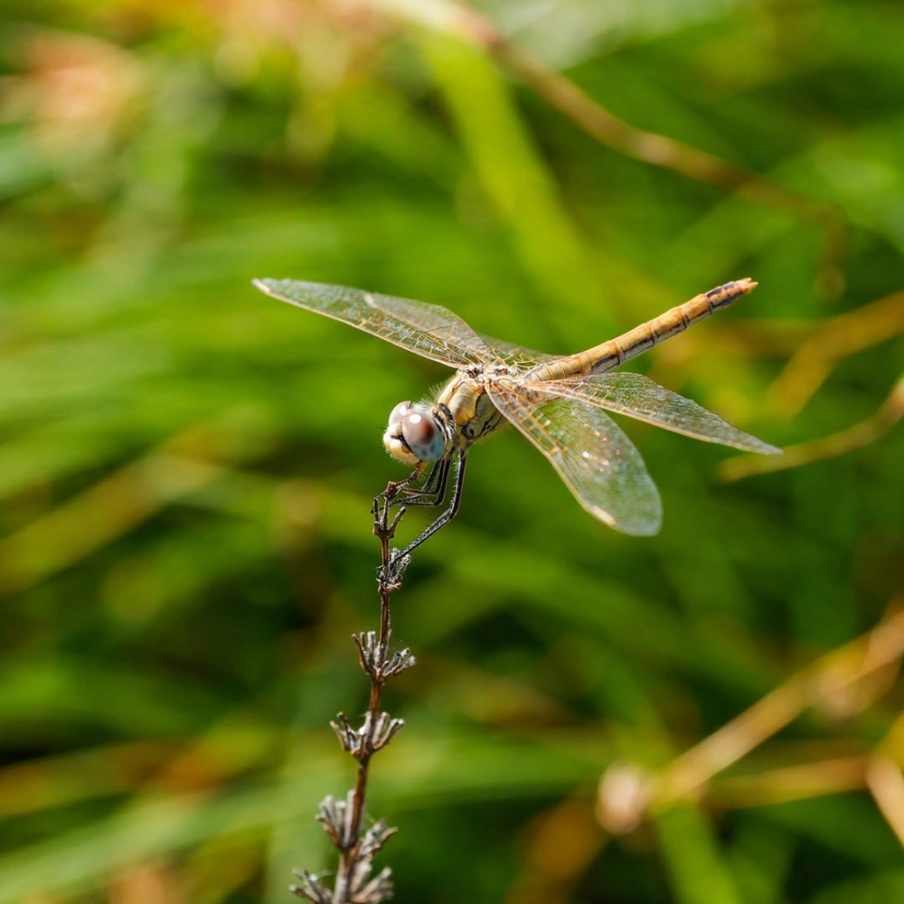 Khoảnh khắc chuồn chuồn giao phối tạo hình trái tim lãng mạn