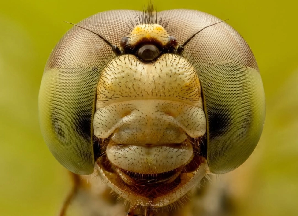 Tư thế chuồn chuồn bay lượn giữa không trung đầy tự do