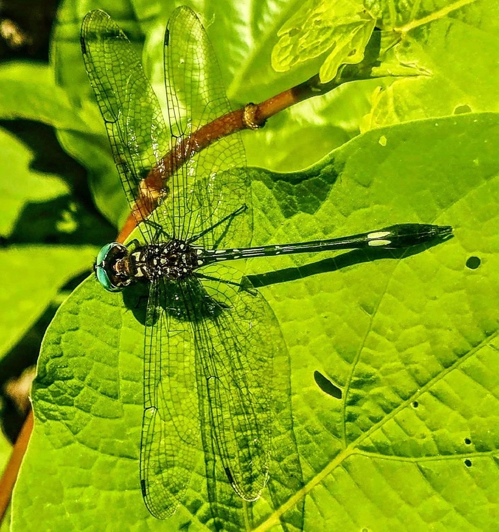Dân gian gọi là chuồn chuồn báo mưa bay thấp dưới bầu trời xám