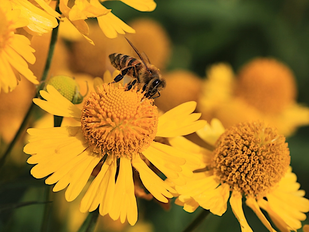 Ong vàng chăm chỉ đang thực hiện quá trình ong thụ phấn cho cây trồng