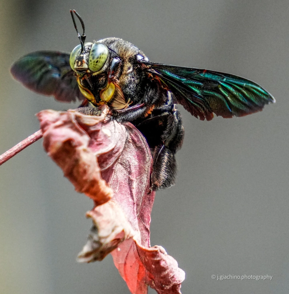 Cận cảnh ong vò vẽ với nọc ong sắc nhọn ở phần đuôi