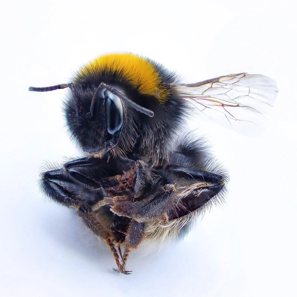 Những chú ong thợ xây tổ với cấu trúc hình lục giác hoàn hảo