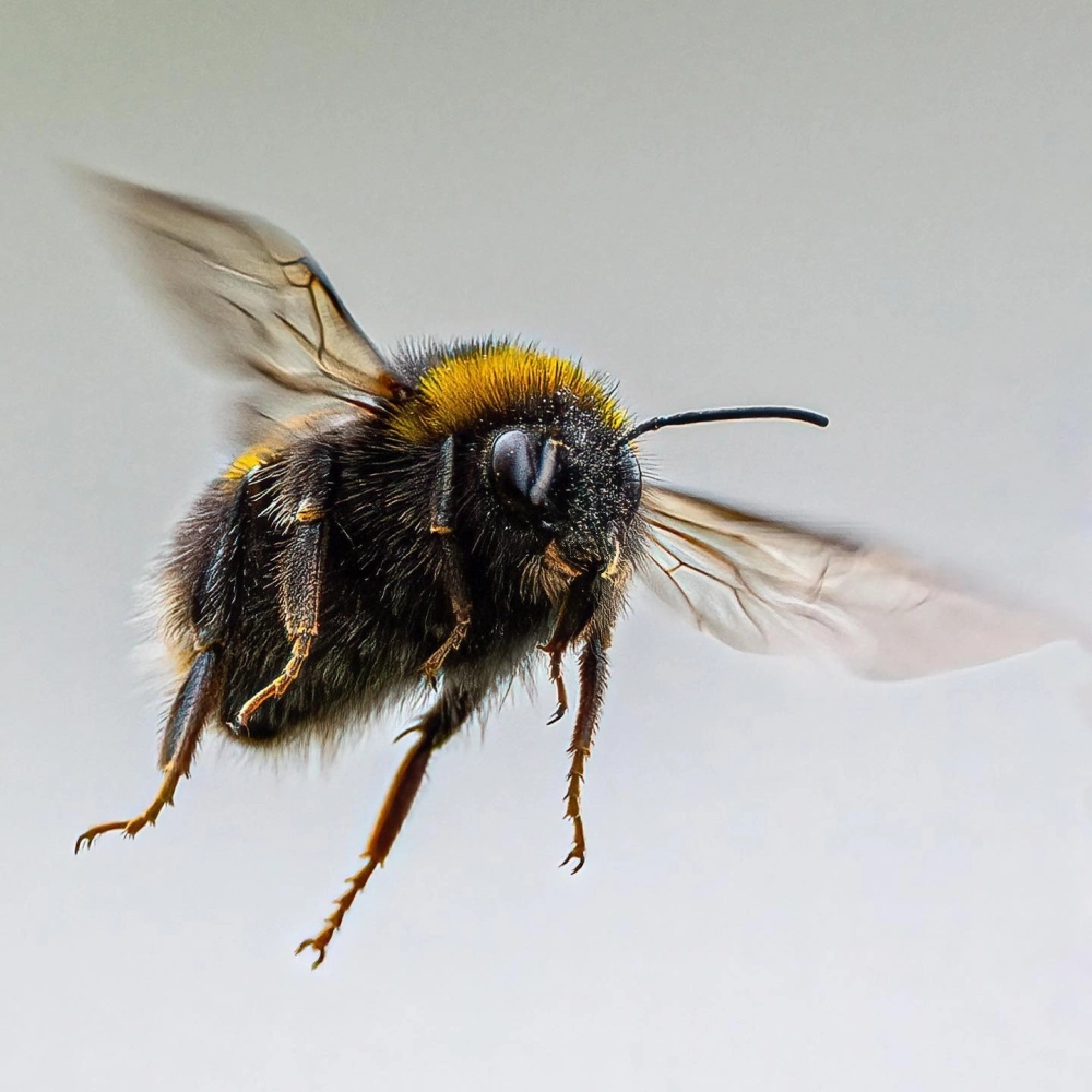 Tổ ong tự nhiên treo lủng lẳng trên vách đá cheo leo hiểm trở