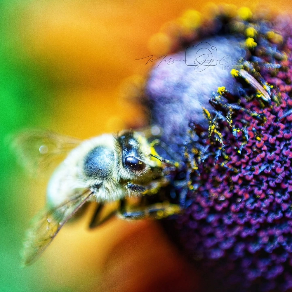 Cận cảnh đầu và râu của một chú ong mật đang tìm kiếm hương hoa