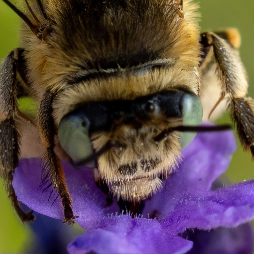 Ong đốt và nọc ong được phóng đại chi tiết dưới ống kính macro