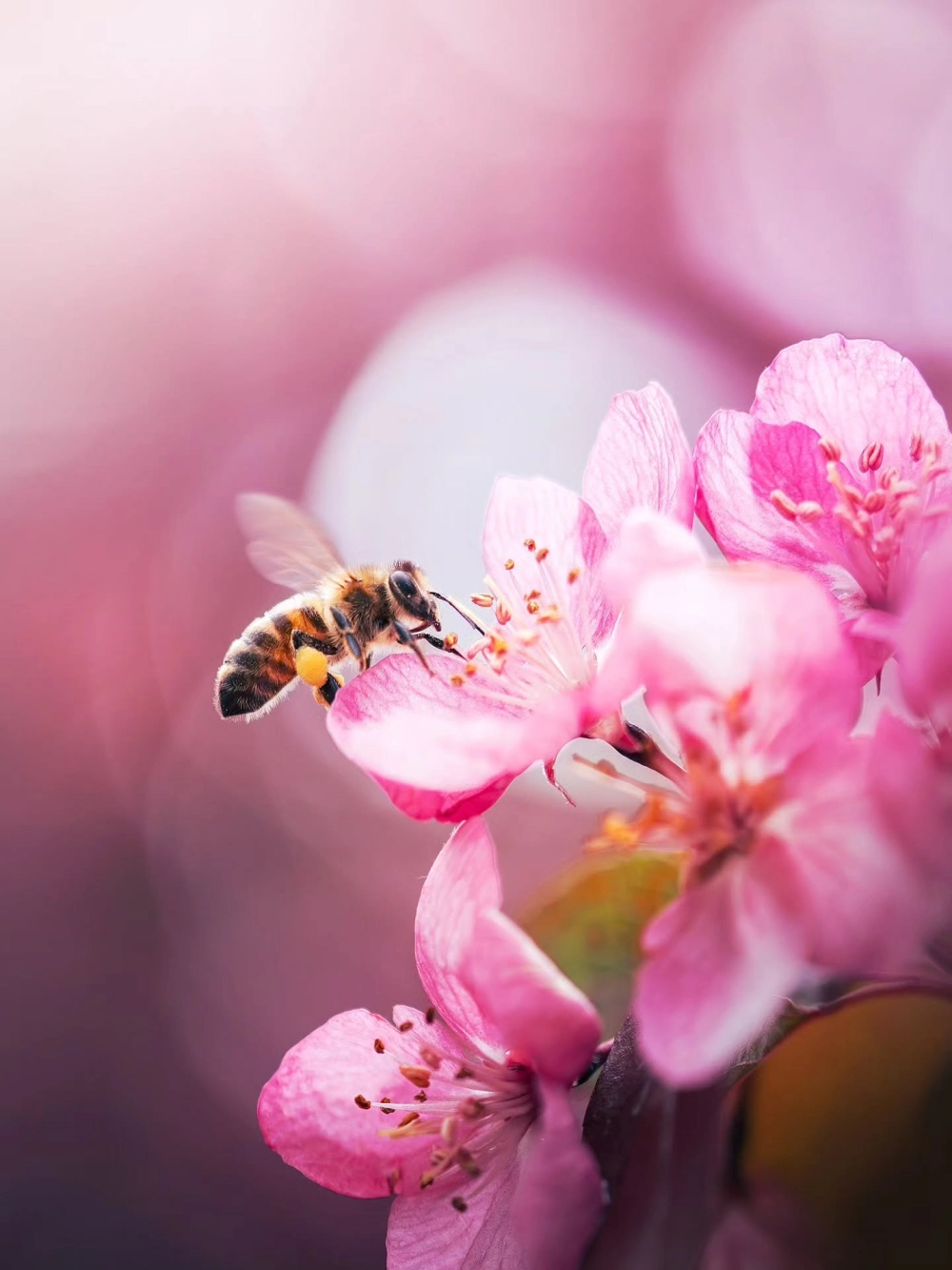 Chi tiết cánh ong macro mỏng manh dưới ánh nắng mặt trời rực rỡ