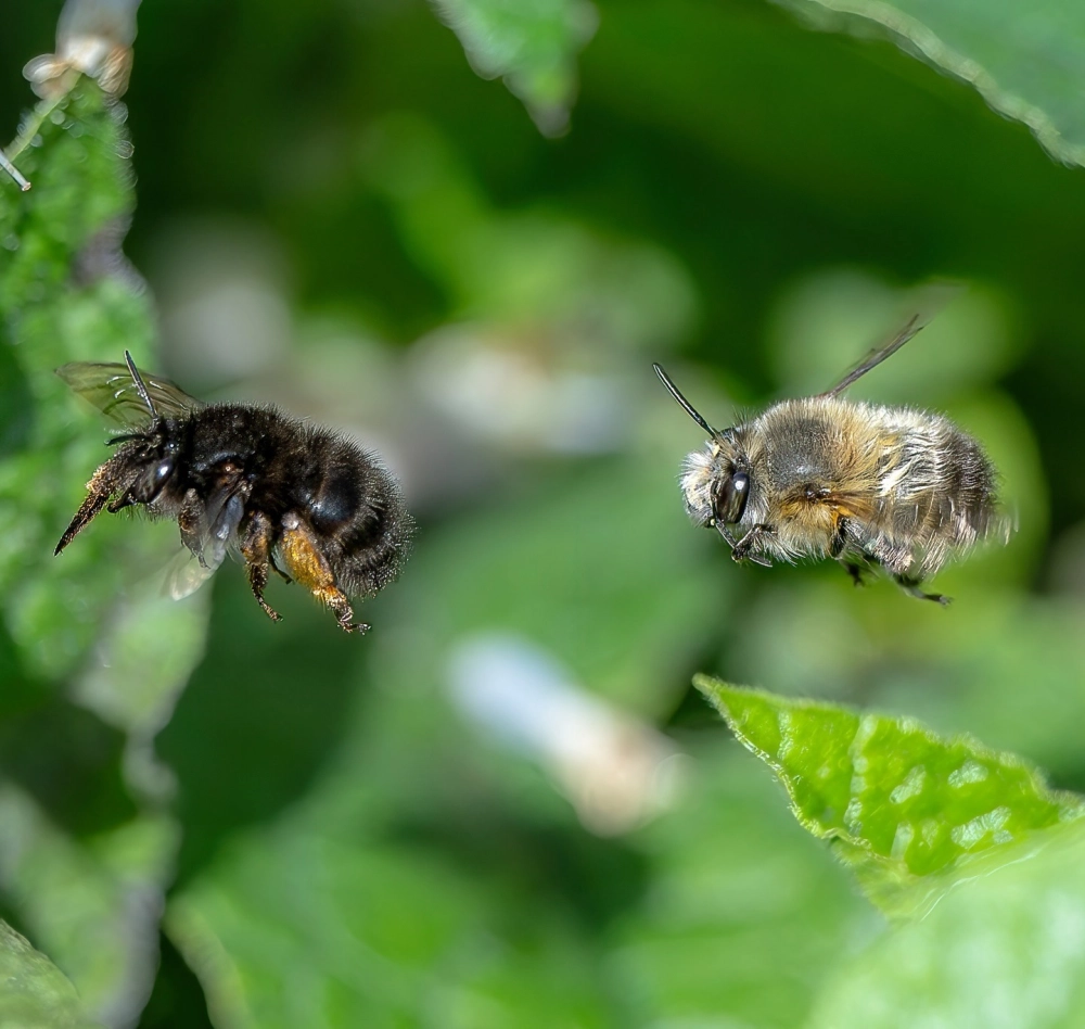 Ong hút mật hoa gì để tạo ra loại mật ong rừng thơm ngon nhất