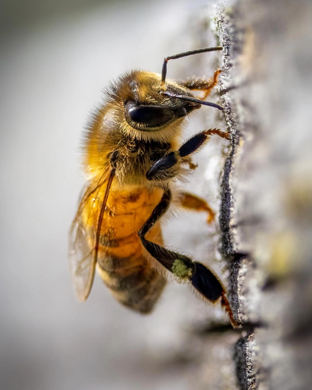 Macro mắt ong phóng đại với hàng nghìn thấu kính nhỏ li ti sắc nét