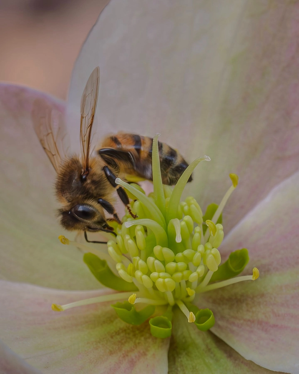 Hình ảnh chân ong dính phấn hoa vàng ươm bay lượn giữa vườn hoa