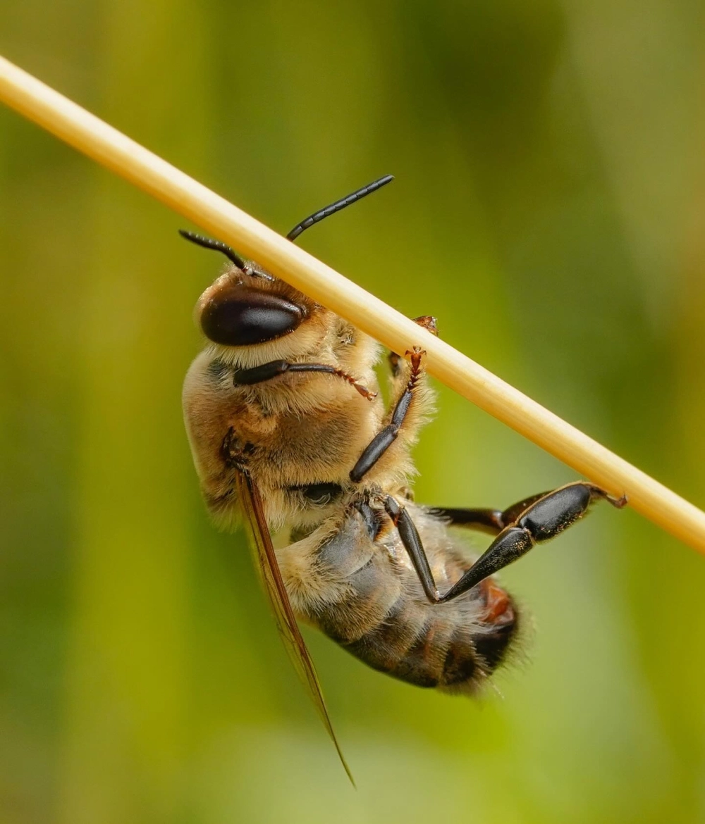 Ong ruồi kích thước nhỏ đang đậu yên tĩnh trên lá cây xanh