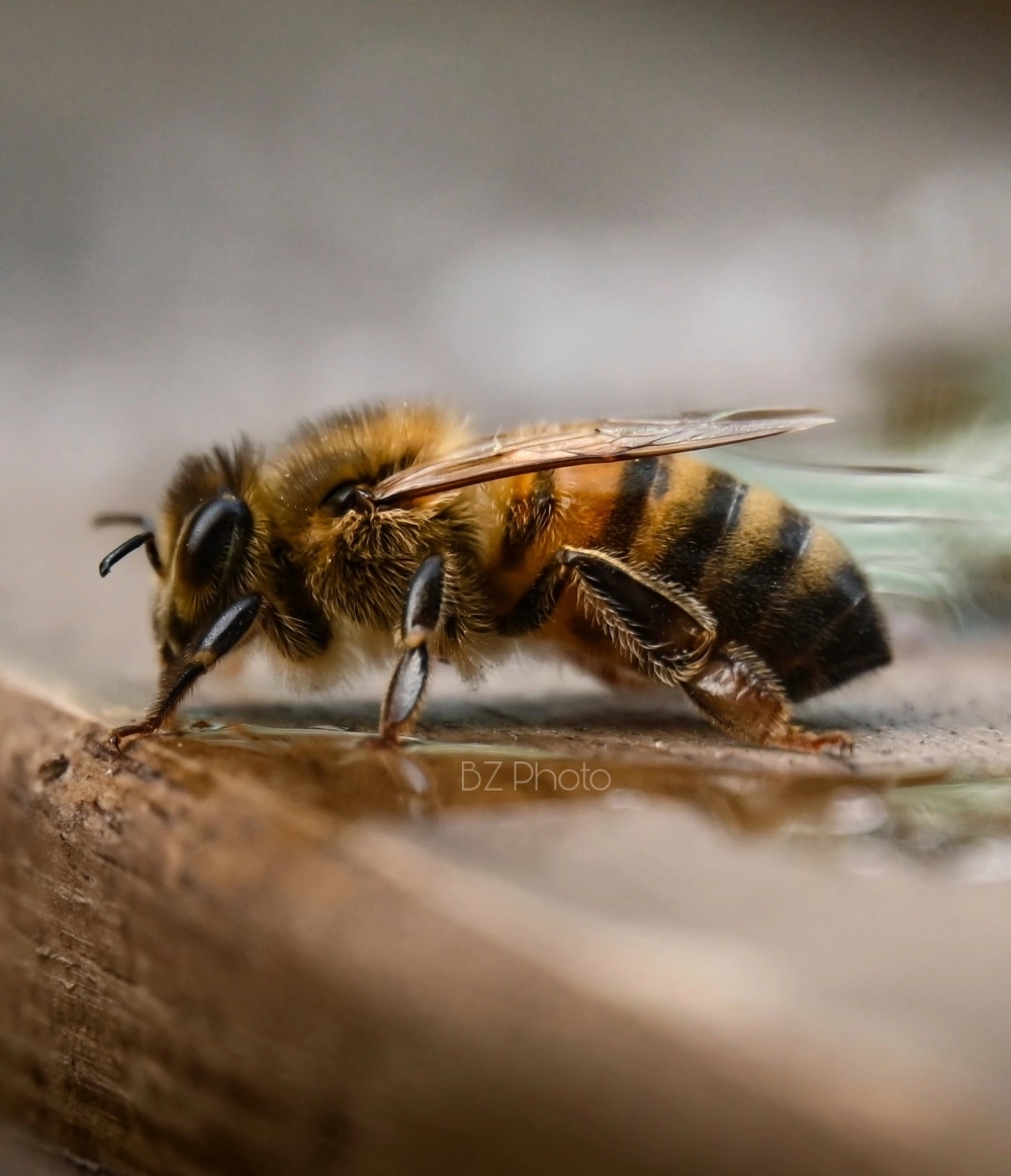 Phân biệt ong chúa và ong thợ trong một đàn ong mật đông đúc
