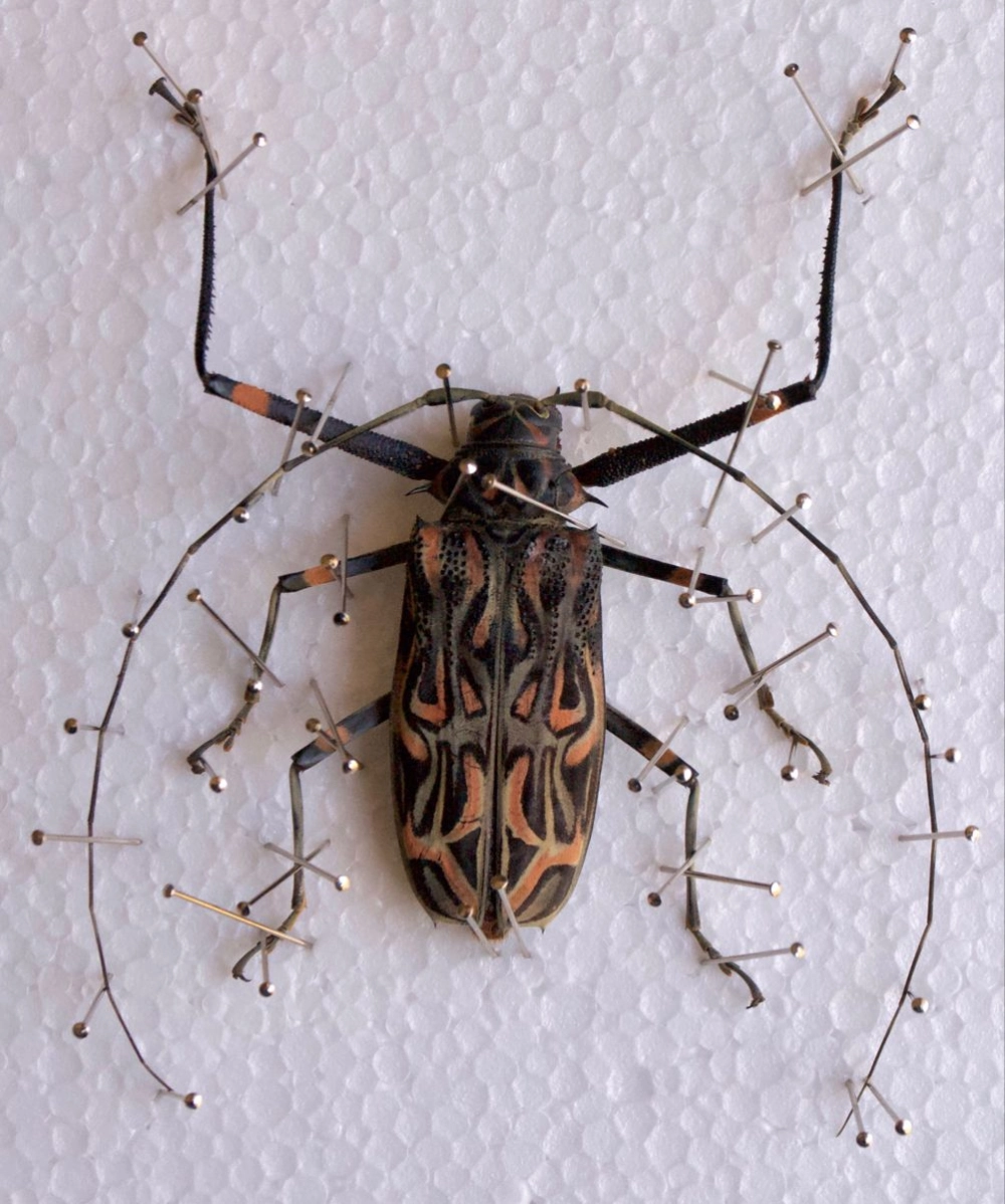 Ảnh mẫu vật bọ cánh cứng râu dài được ghim chặt, có hoa văn màu cam và đen phức tạp trên nền trắng