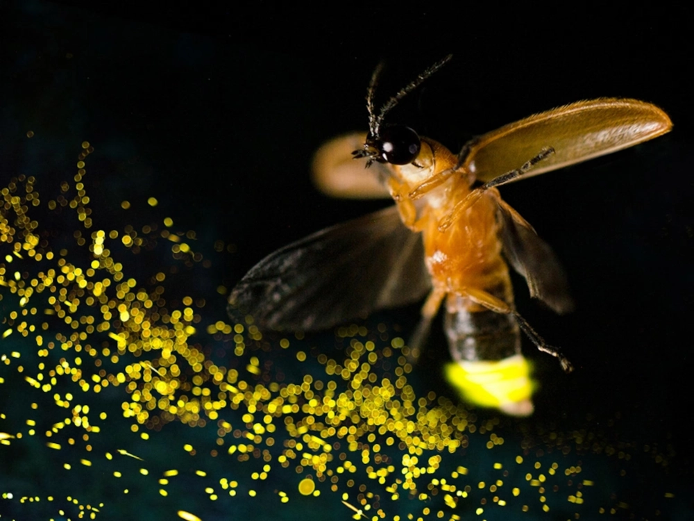 Đàn đom đóm phát sáng trong rừng rậm vào ban đêm huyền ảo