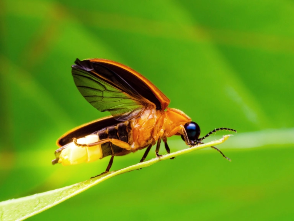 Cận cảnh chú đom đóm đậu trên lá cây xanh mướt đầy sức sống