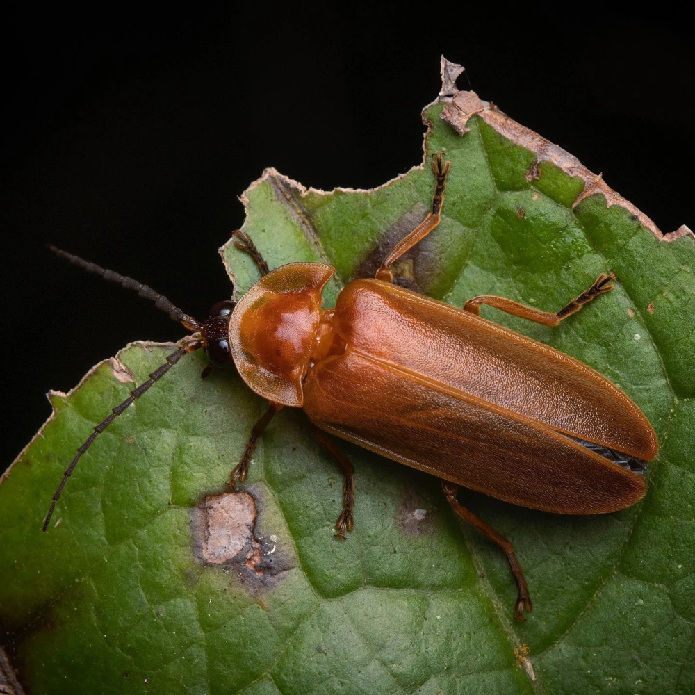 Bức ảnh macro chi tiết phần bụng phát sáng kỳ diệu của đom đóm