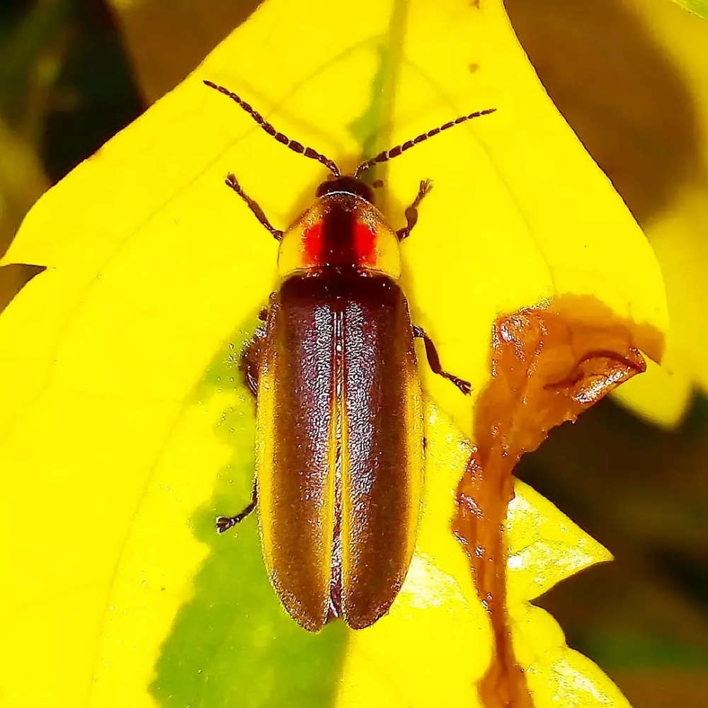 Góc chụp thấp bắt trọn vẻ đẹp đom đóm ẩn mình dưới tán cây dương xỉ