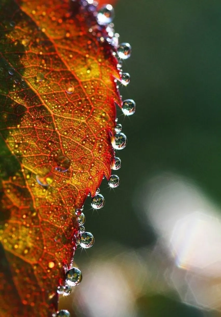 Ảnh macro giọt sương nổi bật chi tiết