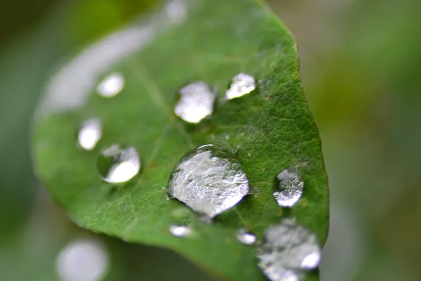 Ảnh giọt sương HD sắc nét tự nhiên