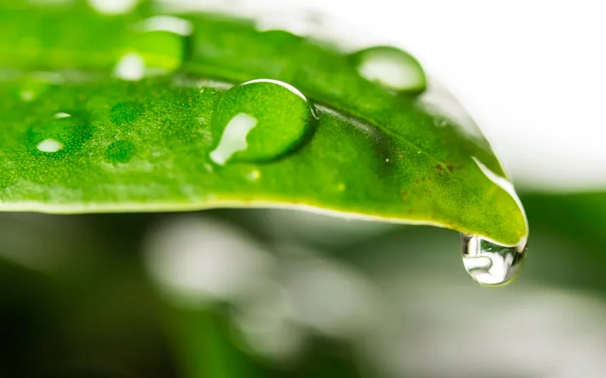 Ảnh đẹp thiên nhiên sương tinh khôi thuần khiết