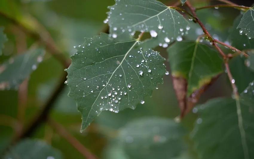 Ảnh bokeh giọt sương tỏa sáng huyền ảo