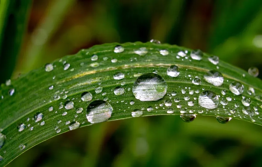 Ảnh lá ướt sương lấp lánh mềm mại