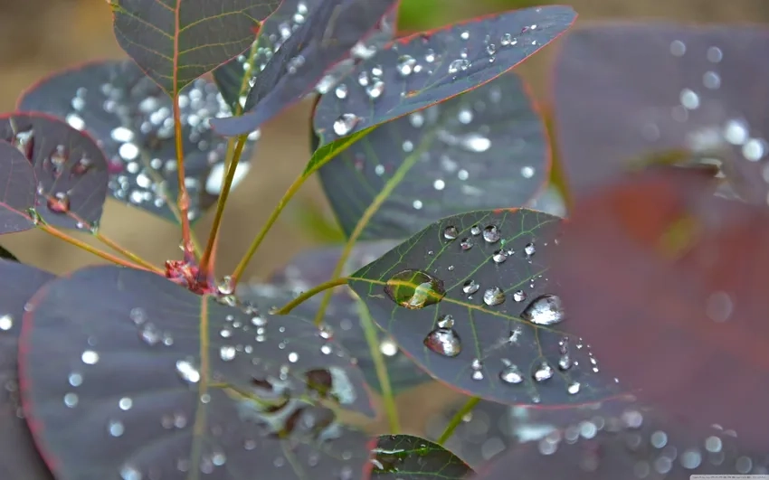 Ảnh giọt sương nghệ thuật đầy cảm xúc