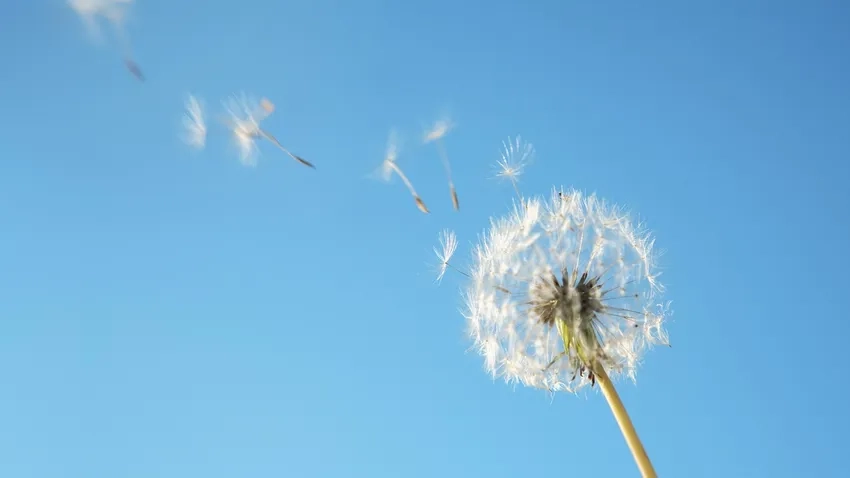 Hình ảnh bồ công anh vintage đầy phong cách và nghệ thuật