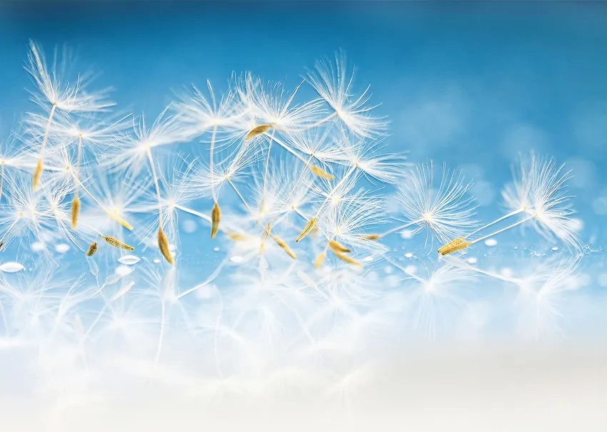 Những cánh bồ công anh buông bay tạo nên khoảnh khắc lãng mạn