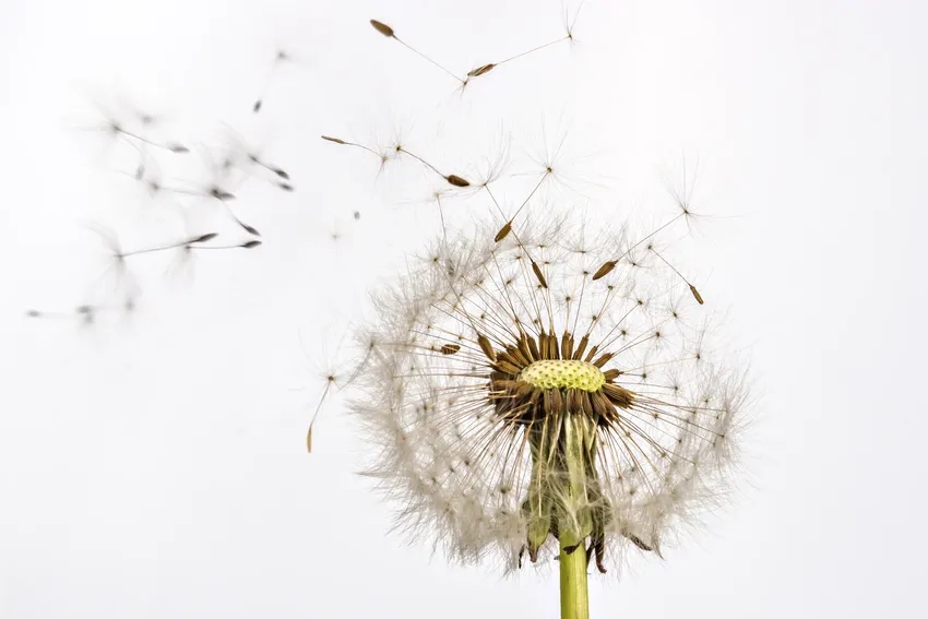 Phong cách tối giản với ảnh bồ công anh nhẹ nhàng và sang