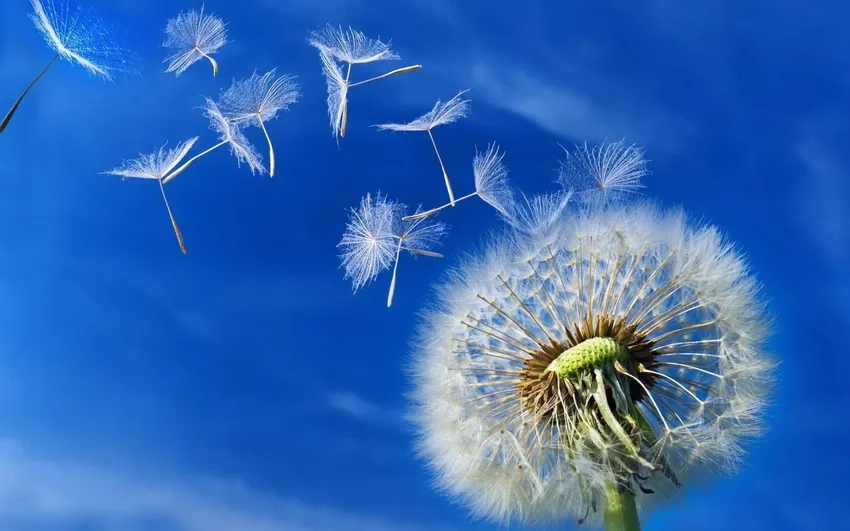 Nền xanh tươi mát làm nổi bật ảnh bồ công anh tinh tế