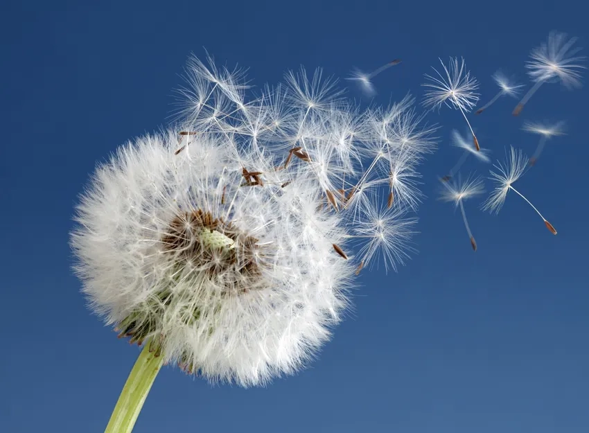 Hoa bồ công anh bay trong gió nhẹ đầy thơ mộng